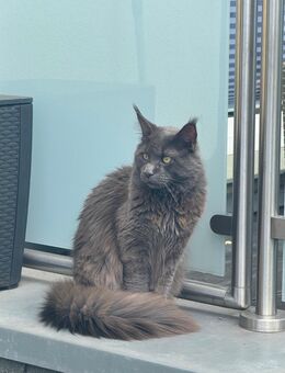 Maine Coon XXL Kater - Essen