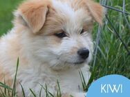 Kleiner Kiwi sucht sein Zuhause - Tarmstedt