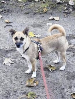 Emmi ❤️sucht ihr für immer Zuhause - Kalkar