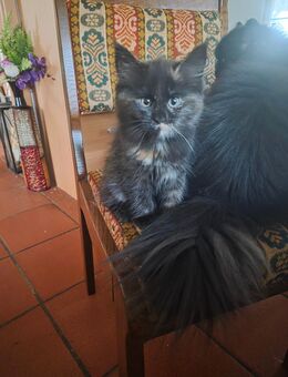 Maine Coon Kitten 12 Wochen alt schwarz braune Lady und 1 roter Kater zu vergeben - Alsheim