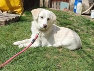 Freundliche verspielte DOLLY sucht ♥️ - München