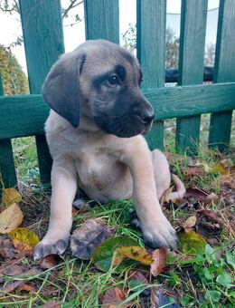 Deutsche Dogge x Herdenschutzhund Welpen - Escheburg