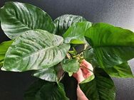 Anubias barteri BROAD LEAF - das Original | Anubia, Anubien AquaPat - Moers