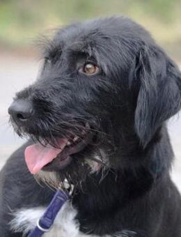 Tammy ist eine wunderbare Hündin! - Karben