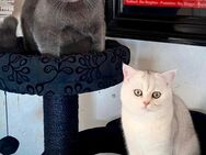 BKH Kater DUO - Lemgo Zentrum