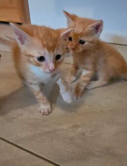 3 junge Kater/Hauskatze suchen ab 23.08.25 ein neues Zuhause - Petershagen (Eggersdorf)