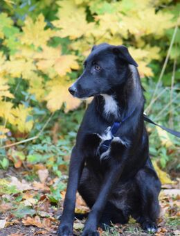 Unsere sehr verschmusten Labradormischlinge Patchworkfamile 2 Hündinnen 6,5 M und Rüde 11 Monate alt suchen noch ein Zuhause (Endgröße zwischen 50-60 cm ) - Angern