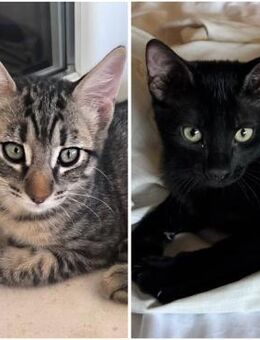 Fynn & Magic auf der Suche nach Dir! - Walluf