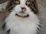 Maine Coon - Angermünde