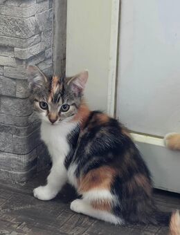 Süße Kitty-Kätzin möchte in ein neues Zuhause - Sundhagen