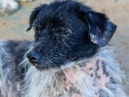 Bubu - sucht Ruhe auf dem Sofa - Ratekau