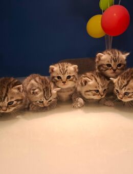 BKH Silver Tabby / British Kurzhaar Whiskas Kitten - Hamburg