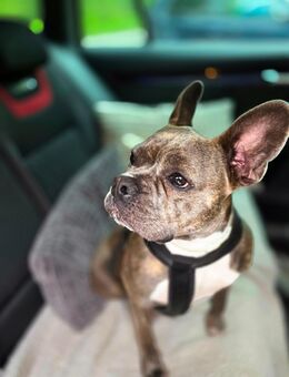 Unsere Welpen suchen ein neues Zuhause! - Saalfeld (Saale)