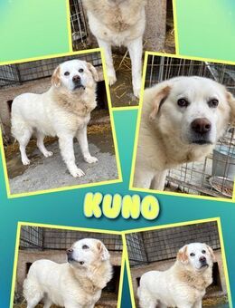 Hundeopi Kuno wartet auf seine Rettung - Nürnberg