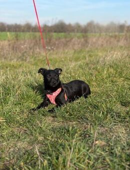 Kleiner Schwanz, große Freude- Srna - Ellerbek