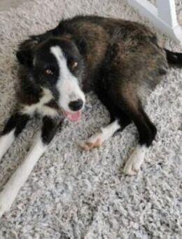 Strubbel Iva freut sucht ein Körbchen - München