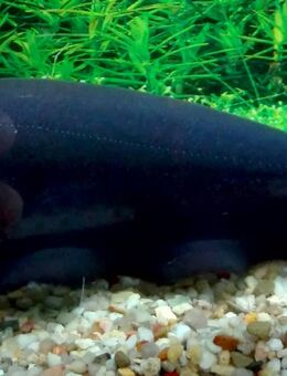 Weißstirnmesserfisch - Hohenroth