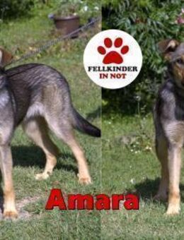 liebe Amara sucht ein Zuhause - Margetshöchheim