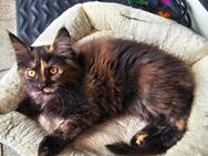 4 entzückende Maine Coon Mädchen zum verlieben - Rüsselsheim