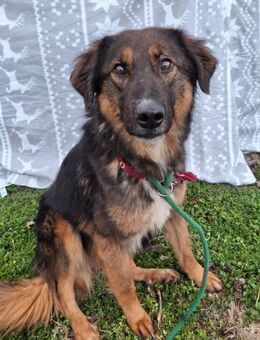 🩷 Hermine 💙 sucht ihr Zuhause! - Ovelgönne