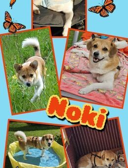 Dreibeinchen Noki braucht Hilfe! - Nürnberg