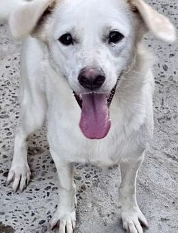 JURI - aufgeschlossen, freundlich - Weilheim (Oberbayern)