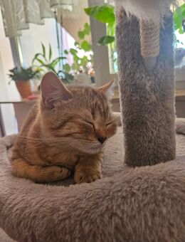 Süßes BKH kitten in cinnamon fawn - Rostock Evershagen