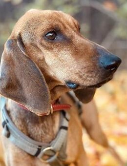 💜 Zorro - in Deutschland zur Pflege - Würzburg