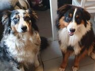 Australian Shepherd - Marl (Nordrhein-Westfalen)