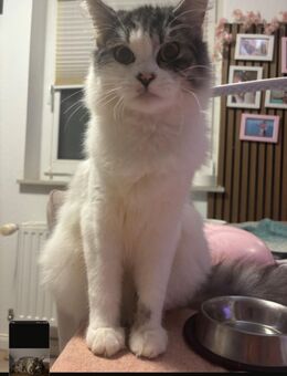 Perser Kater Mix - Ratzeburg