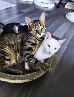 Fynn & Loki suchen gemeinsam ein Zuhause - Plankstadt