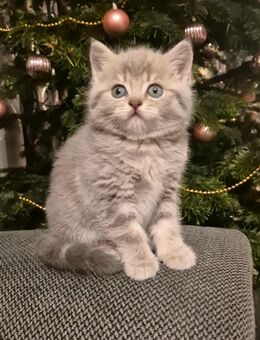 BKH kitten - Hörstel