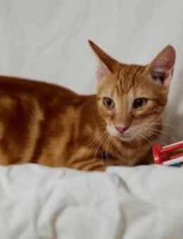 Abba, fröhlicher Sonnenschein, ca. 5 Mon - Vaterstetten