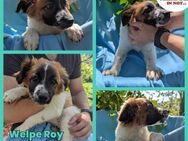 Roy Welpe Mischling Rüde Junghund - Margetshöchheim