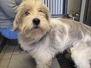 Lucky - ein freundlicher Hund - Willich