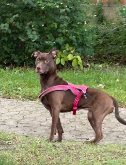 Red nose pitt amstaff Mischling - Salzgitter