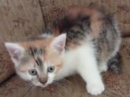 Kaetzchen Katzen - Burgau