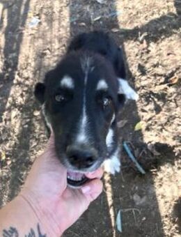 Janos 50 cm - Alpenrod