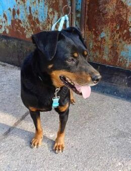 Kimberly; sanftmütige Herzensfreundin - Geilenkirchen