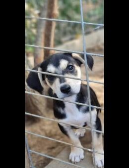 Kleine hope sucht noch ein Zuhause - Niederkrüchten