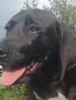 BRUNO wünscht sich eine Familie mit Herz - Sulzfeld (Baden-Württemberg)