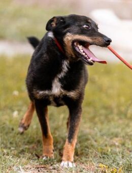 Rio 💗 Herzenshund sucht Familie! - Hamburg