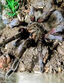 Pamphobeteus spec. machalla in 38122