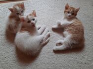 3 Babykatzen suchen liebevolles zu Hause - Burglengenfeld Zentrum