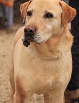 Rektor-VA, einst gebrochen. - Neustadt (Rübenberge)