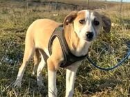 Hundekind - TALINA - - Kempen