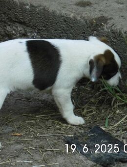 Jack Russell Terrier Welpen 9 Wo. - Lonnerstadt