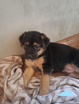 Süßer Schäferhund-Mix-Welpe - Hötensleben
