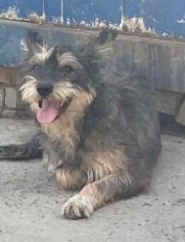 FELINE - sucht ihre Menschen - Konstanz