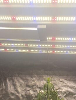 LED GROWLAMPE Vollspektrum - Fürstenwalde (Spree)